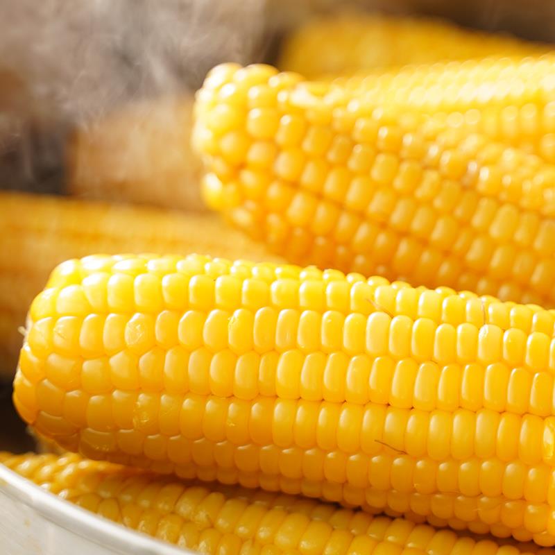 根东北黄甜糯玉米蒸煮即食半熟发货粘香糯甜苞玉米甜糯粘新鲜笋1g