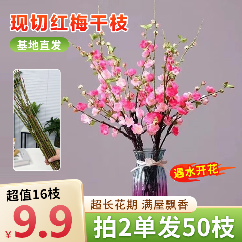 【9.9元16枝2件发50】水培鲜枝红梅耐寒好养易活插水养鲜花水培花卉