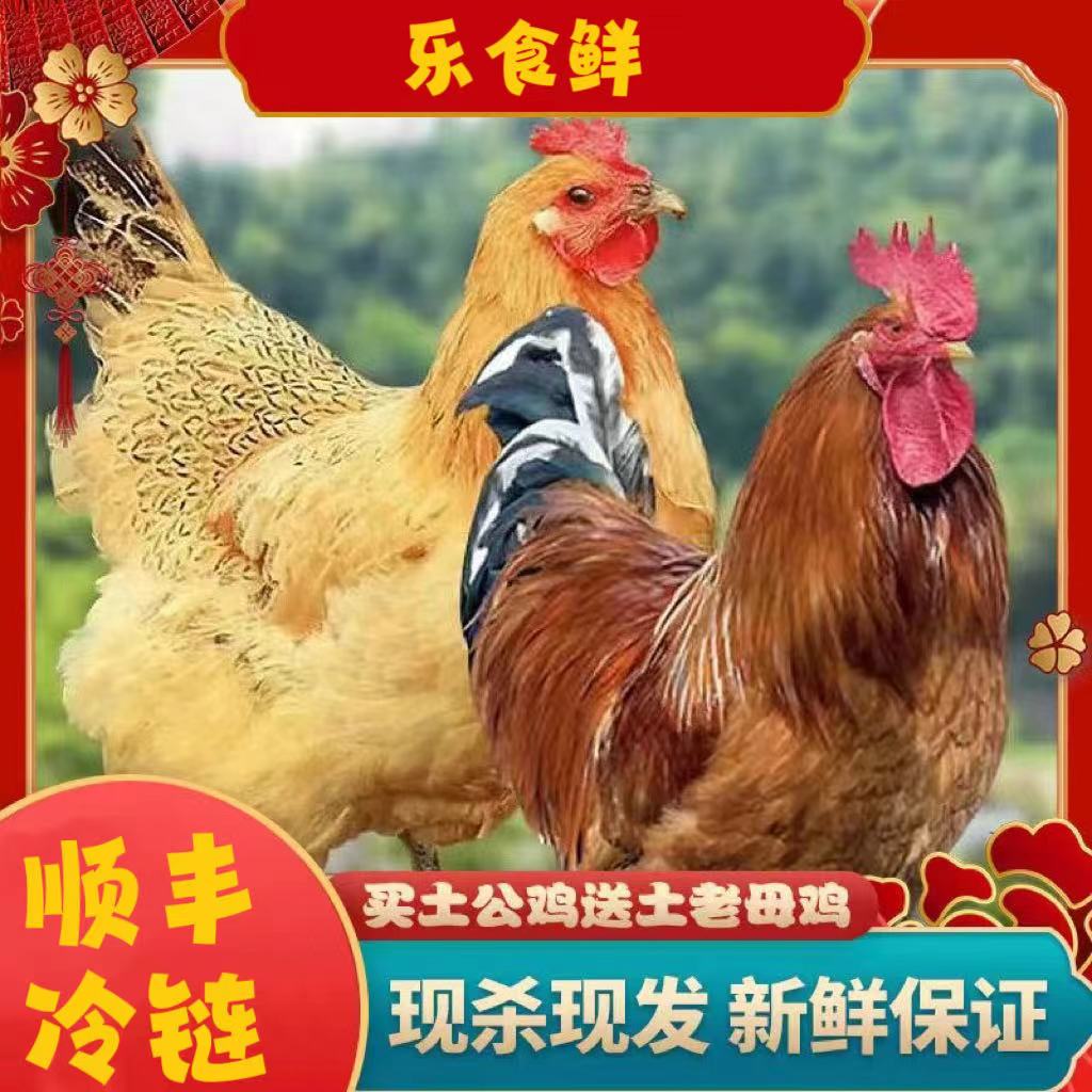【凤巢】 放养老母鸡2只+公鸡一只 共3只 净重共7斤