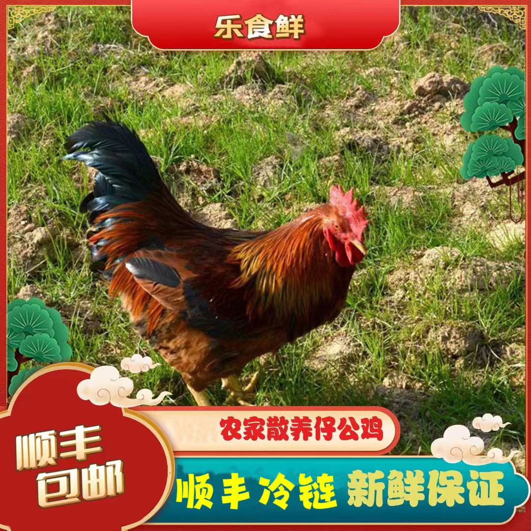【燕子家】放养土鸡仔鸡 拍一发四 单只净重2.1斤 顺丰