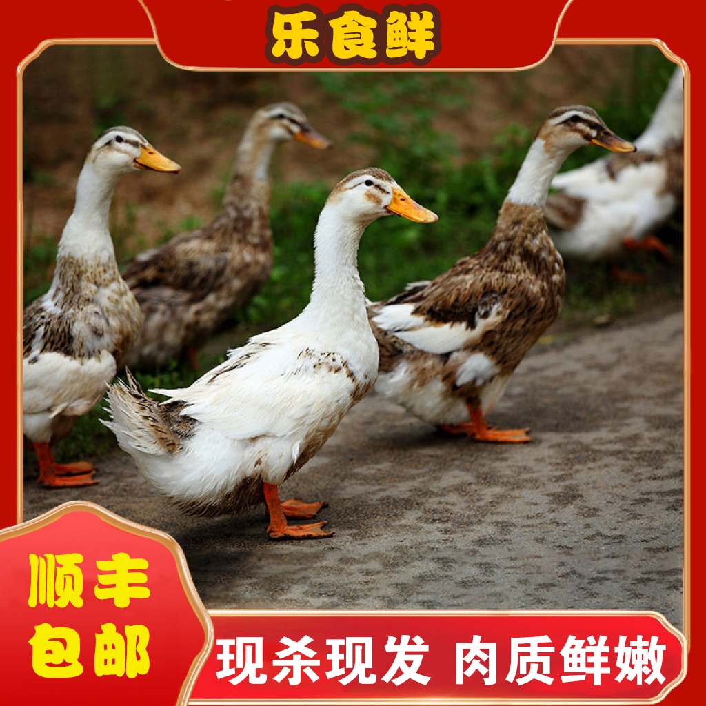 【燕子家】放养土鸭仔鸭子   三只净重6斤   顺丰包邮