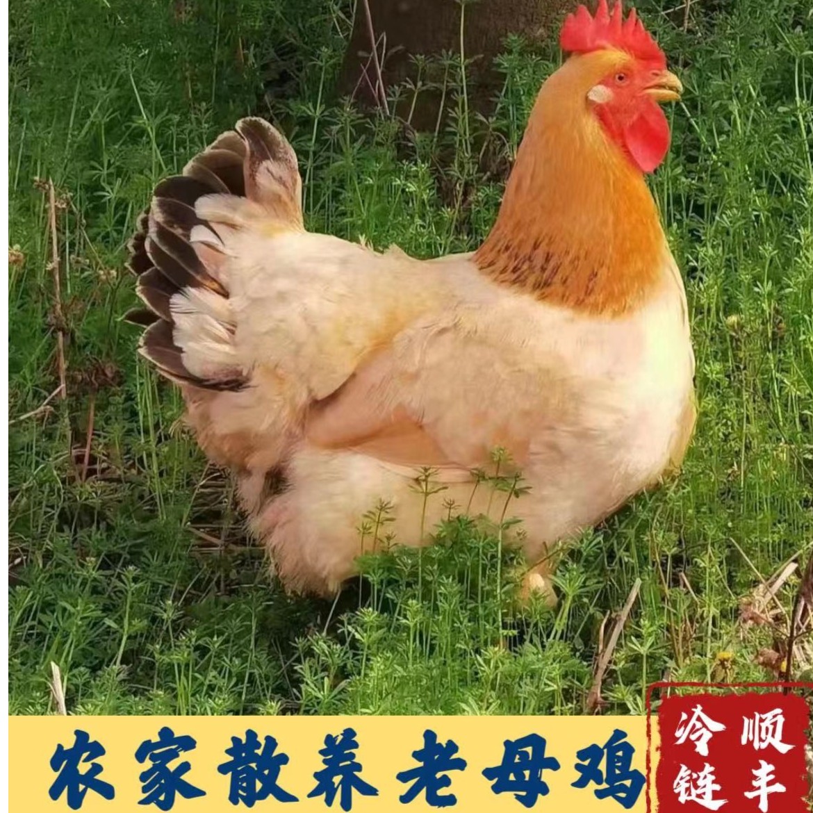 【张小妹】4只 农家散养土鸡老母鸡 黄脚 净重共7斤