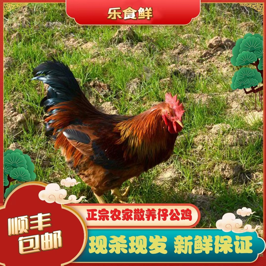 【朱朱家】农家散养土鸡仔公鸡 拍一发二 净重共6斤 顺丰包邮
