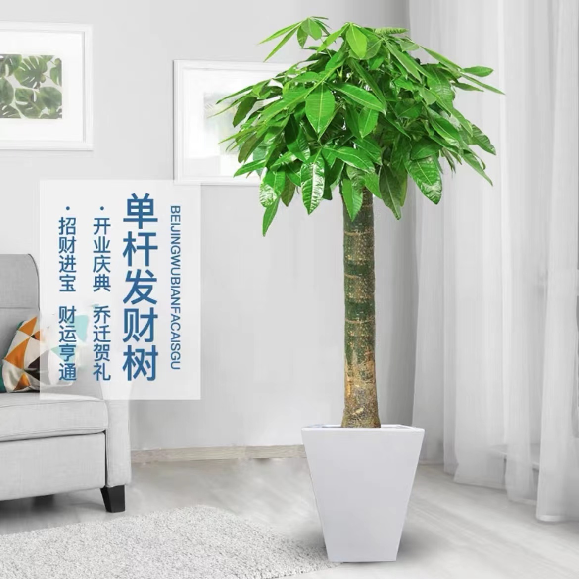 【花海】发财树1.5米大型绿植盆栽室内客厅办公阳台好养植物菱形盆