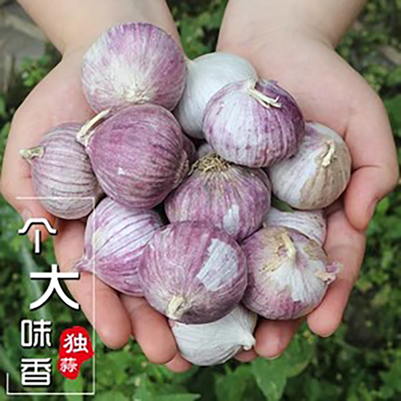 （坏果包赔）云南紫皮独头蒜新鲜5斤大蒜独头蒜蒜香味浓郁整箱