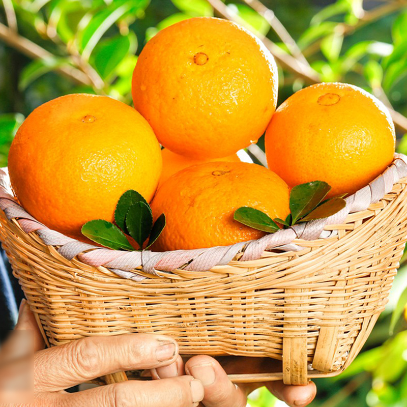 【2斤装尝鲜】正宗四川爱媛38现摘现发皮薄肉厚整箱包邮爱媛果冻橙