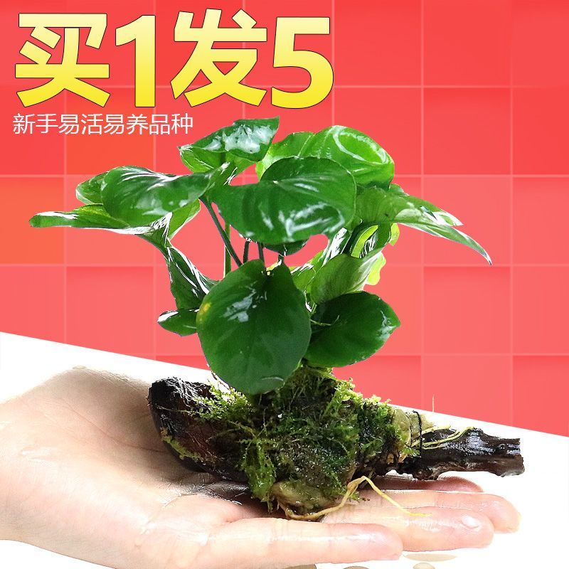 异景园鱼缸水草植物活体真草造景莫斯增氧淡水榕沉木爬地趴地珍珠