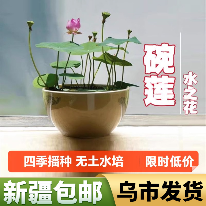 新疆包邮碗莲种子四季无土水培植物睡莲荷花室内盆栽绿植花卉种植