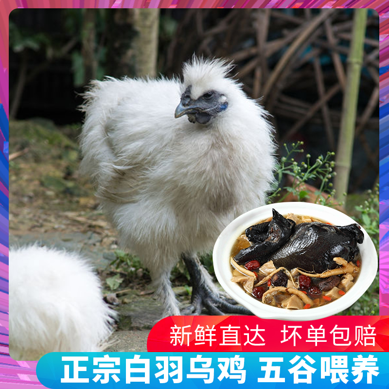 2只 乌鸡 正宗农家散养 新鲜现杀 单只2斤左右 顺丰包邮