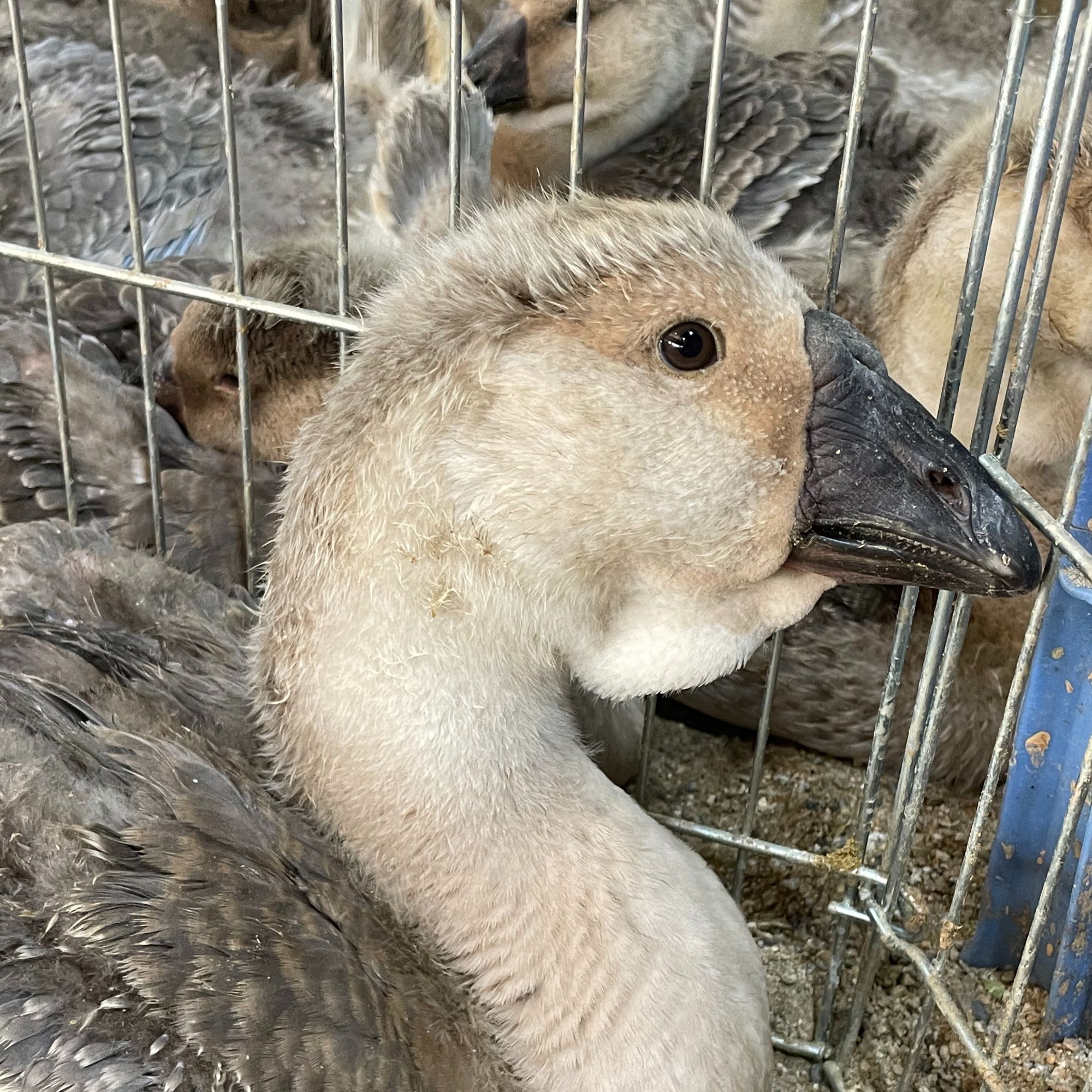 淼淼狮头鹅(9-10斤，2只装)脱温挂脖 肉质鲜美