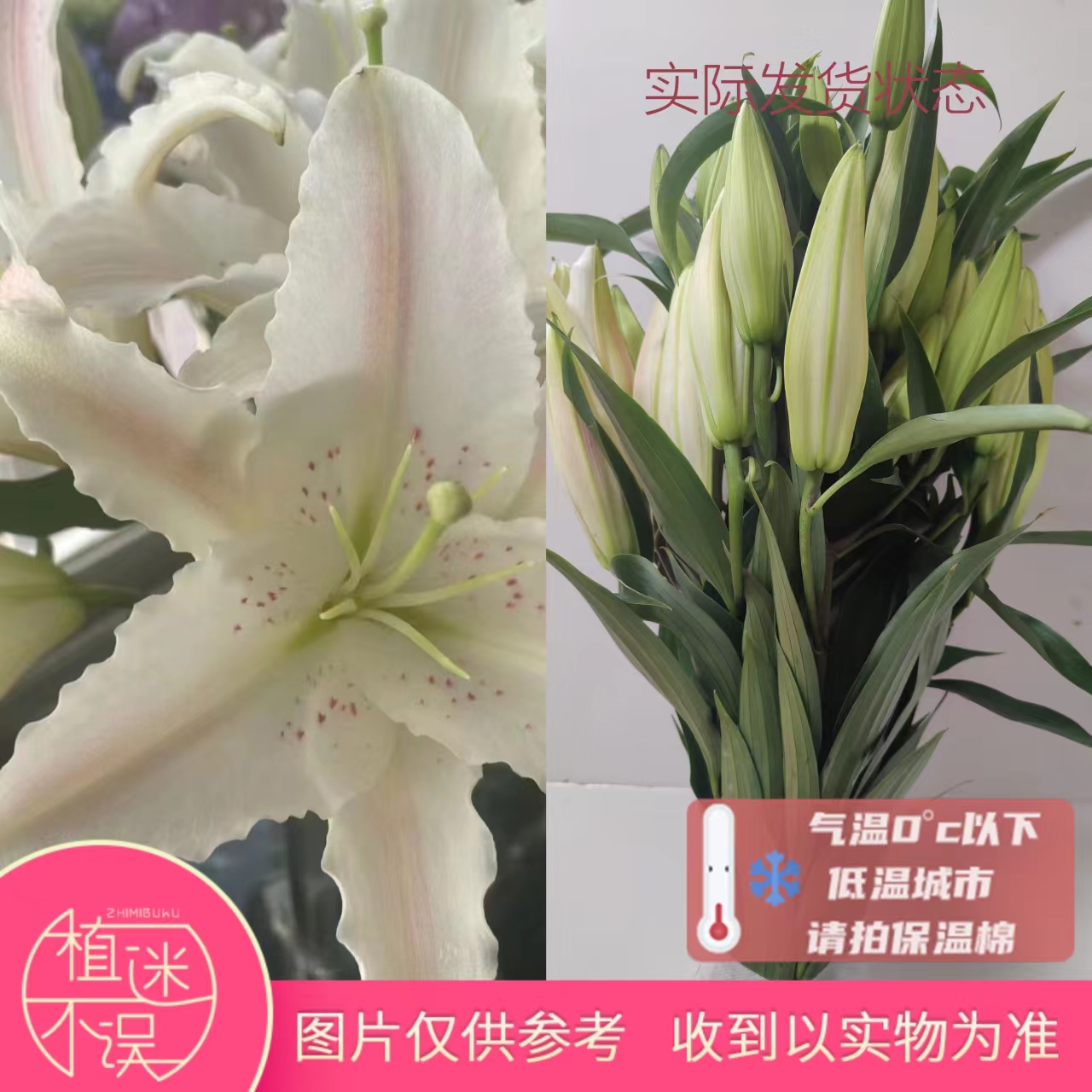 【植迷专属】马可波罗多头百合云南基地直发家庭水养插花