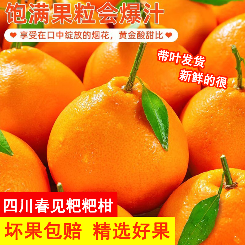 【现摘现发】四川春见耙耙柑新鲜柑橘粑粑柑橙子水果礼盒原产地年货