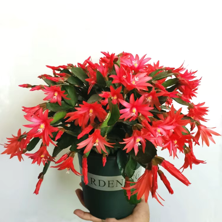 芊绣蟹爪兰带花苞四季开花花卉盆多层花瓣栽阳台蟹指兰盆栽好养护