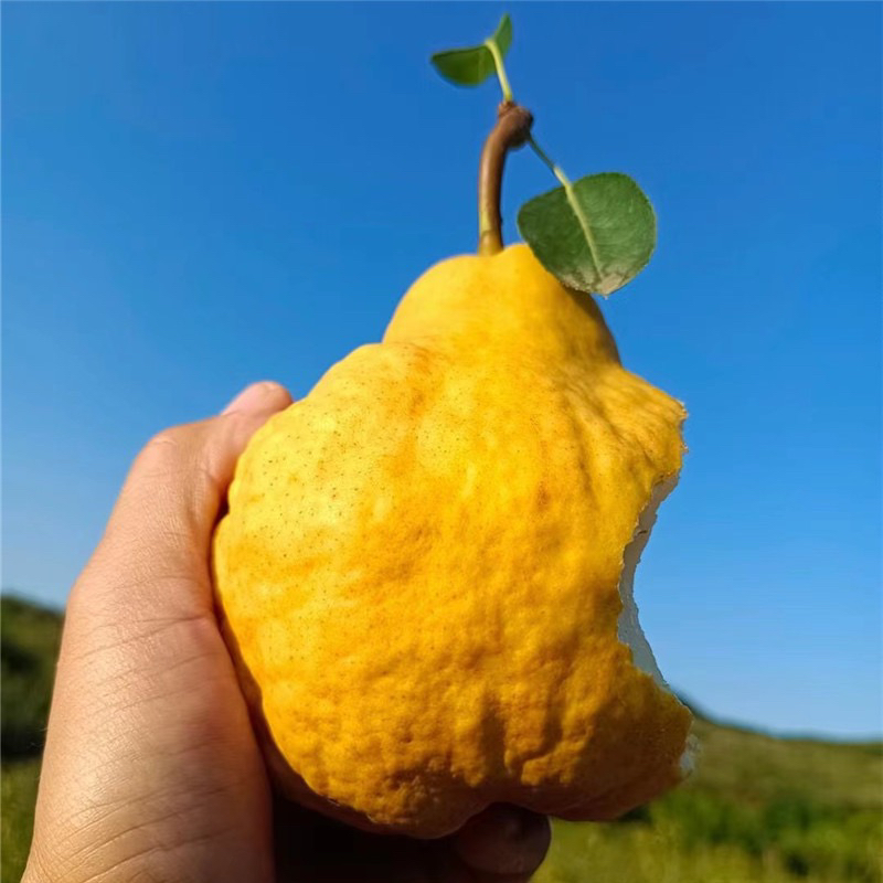 【精选好物】丑梨 细腻多汁甜蜜 1件3斤起 辽宁发货