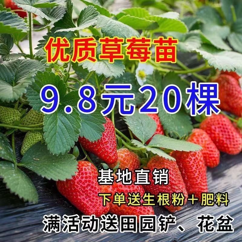 四季奶油味草莓苗盆栽露天食用章姬特价草莓种苗南北方当年结果