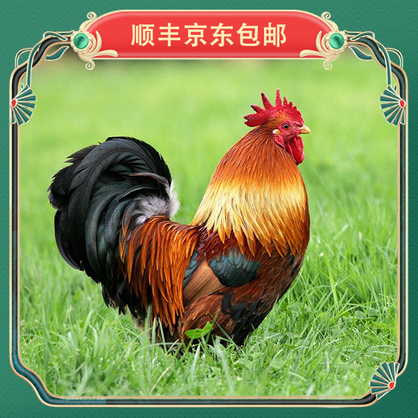 【土鸡】农家散养粮食喂养土大公鸡带内脏拍一发二两只/6斤福利