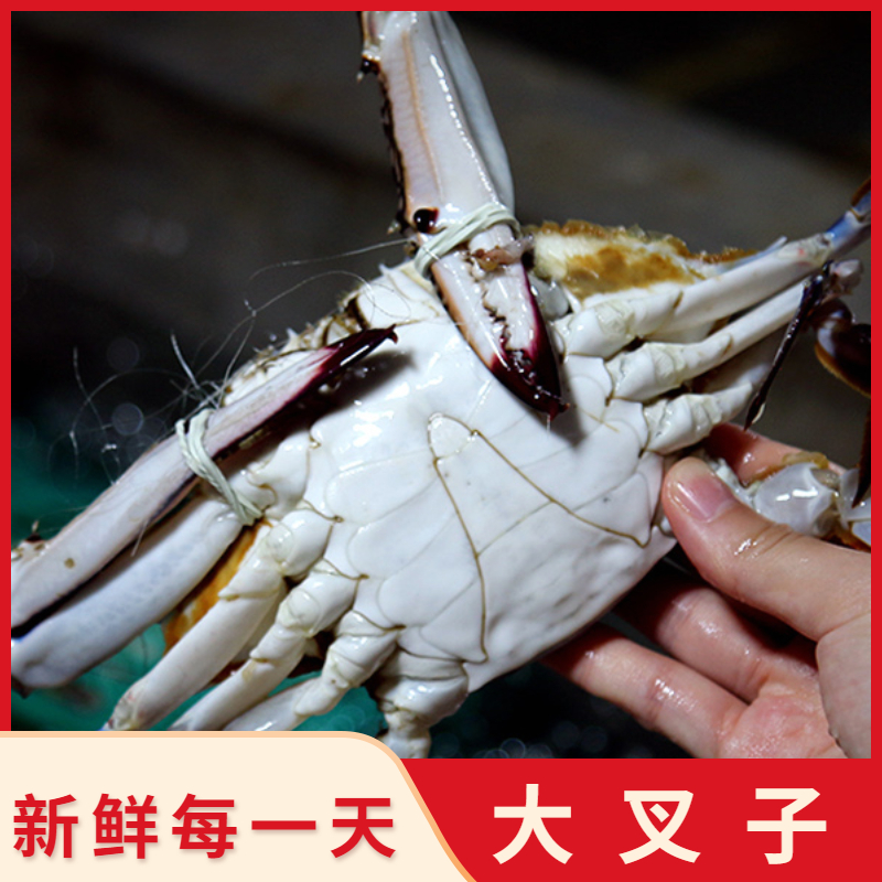 【下船直发】叉子蟹 渤海湾 大公蟹 海鲜水产易掉爪到手保鲜不保活