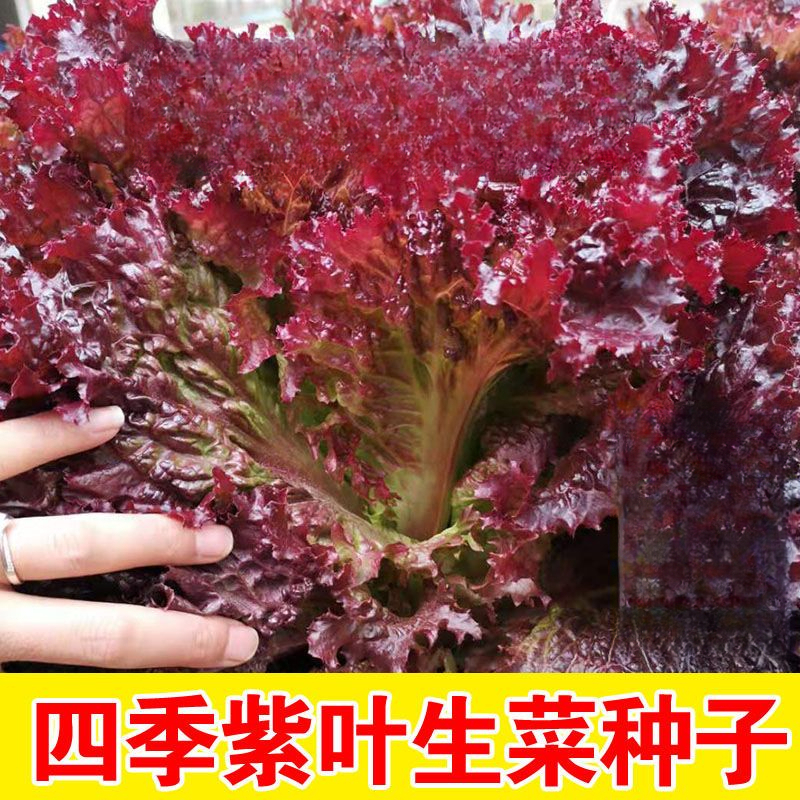 紫叶生菜种子沙拉菜种子四季种植菜籽蔬菜种子耐寒耐热庭院大田菜