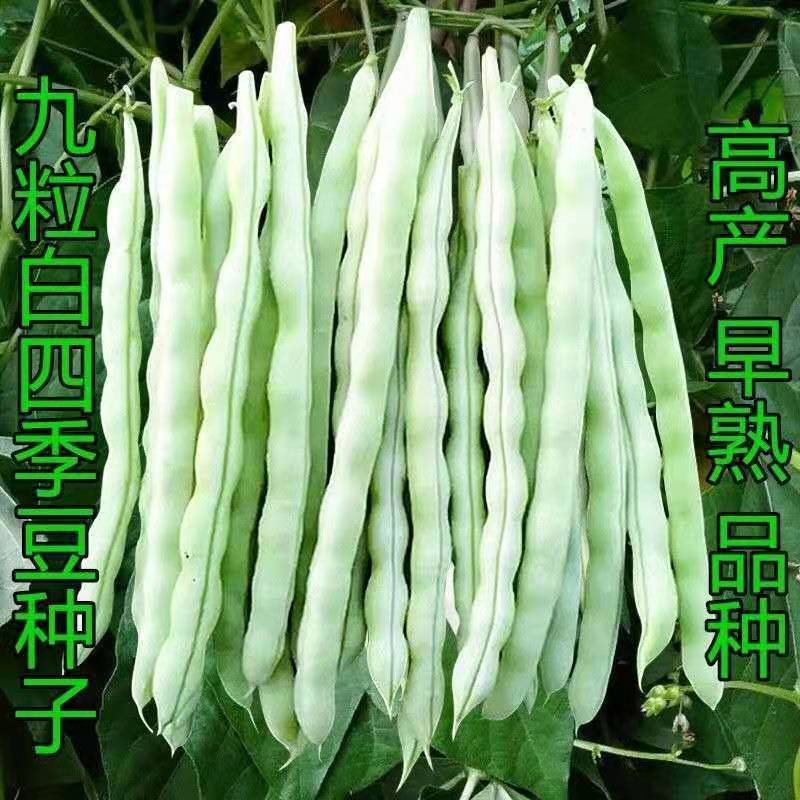 九粒白芸豆种子豆角种籽四季豆架豆种高产蔬菜种孑农家田园春秋播
