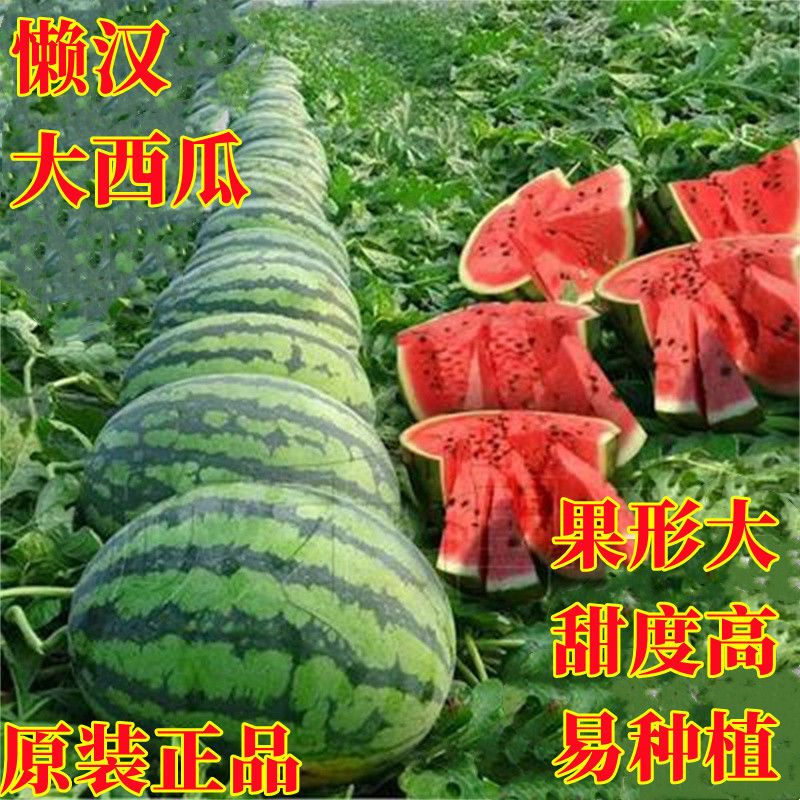 无籽麒麟王8424西瓜种子早熟种籽大果型四季美都懒汉甜王瓜种孑
