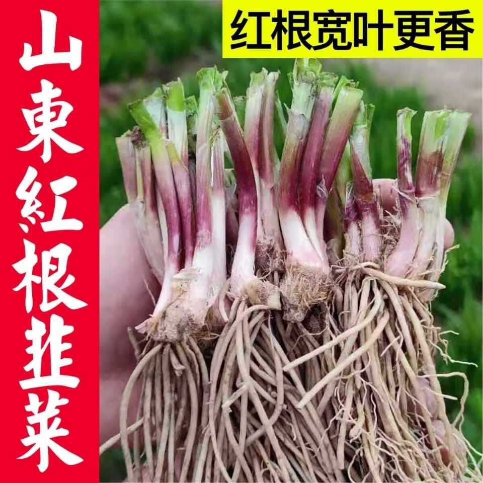 顺丰包邮山东红根韭菜苗50颗-150颗净重两斤装