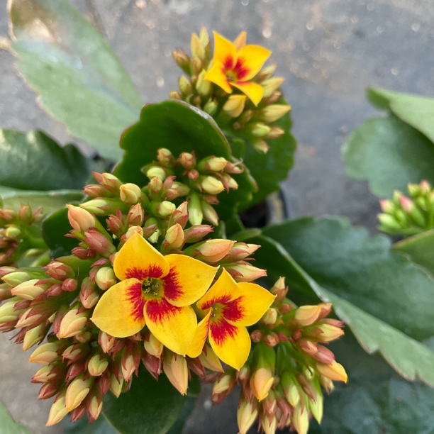 长寿花园～【雷米】