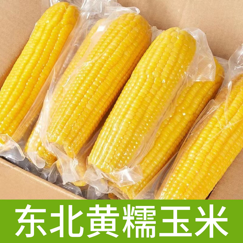 东北黄香甜糯玉米整箱8支每支220克到280克整箱4斤