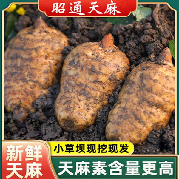 【新鲜天麻】正宗昭通小草坝新鲜乌天麻1/2斤云南特产烹饪炖鸡-XL