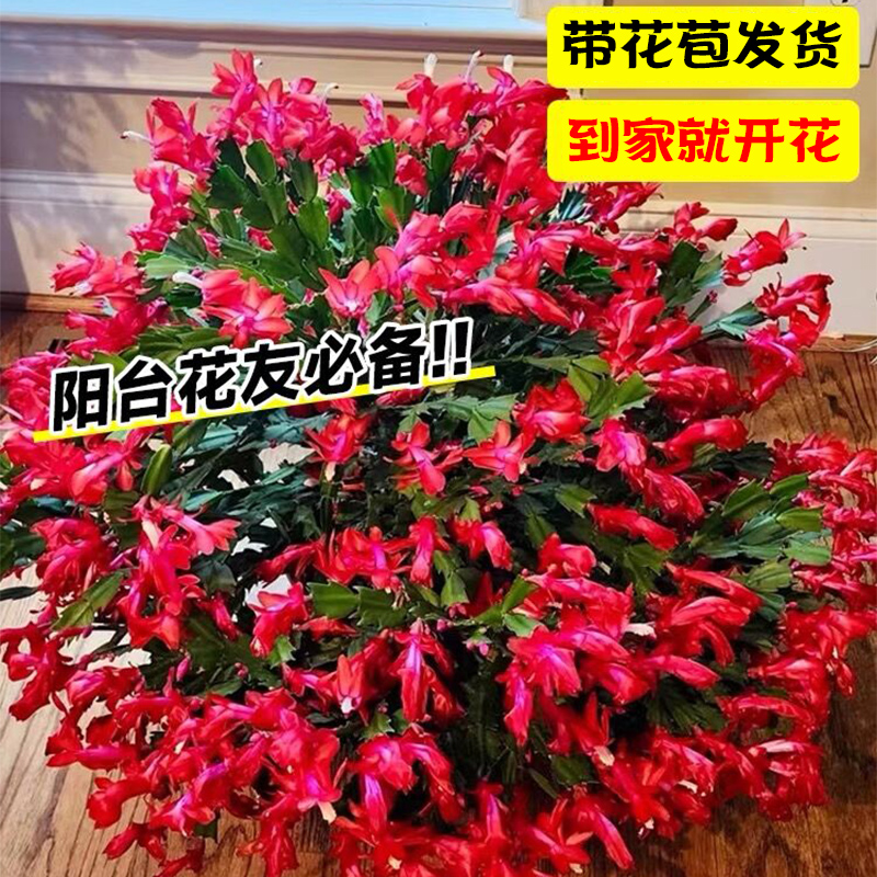 蟹爪兰盆栽带花苞多色重瓣好养的四季开花阳台花卉绿植物室内花苗
