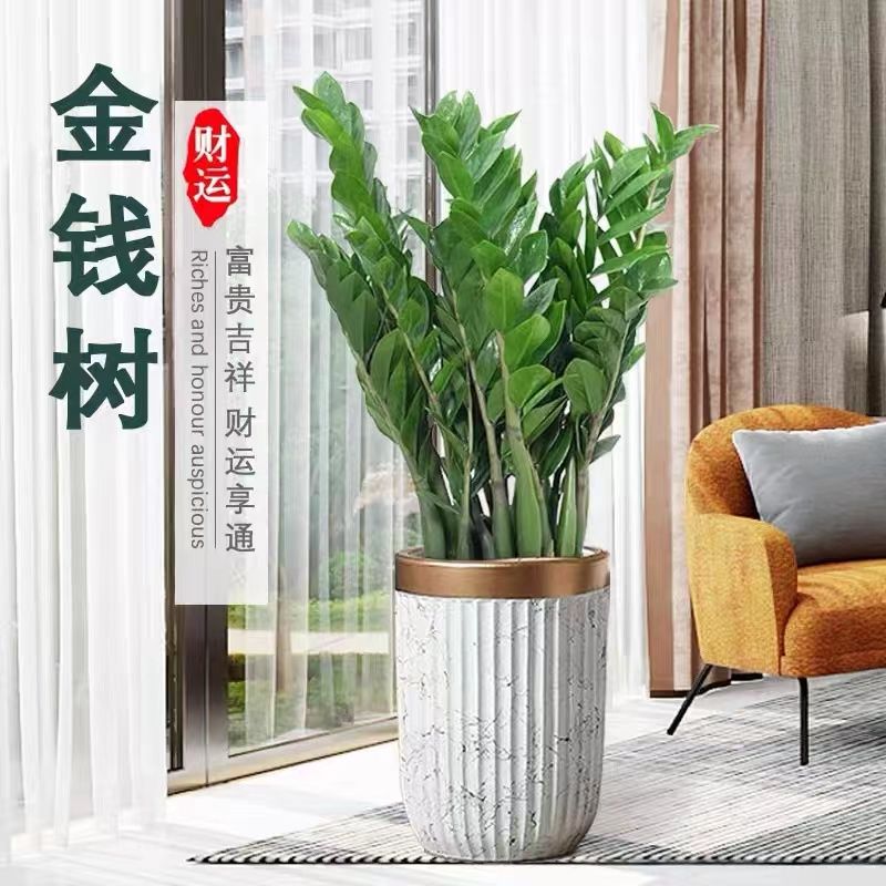 【绽放四季】花卉金钱树招财树客厅绿植大型植物花卉盆栽办公室绿植