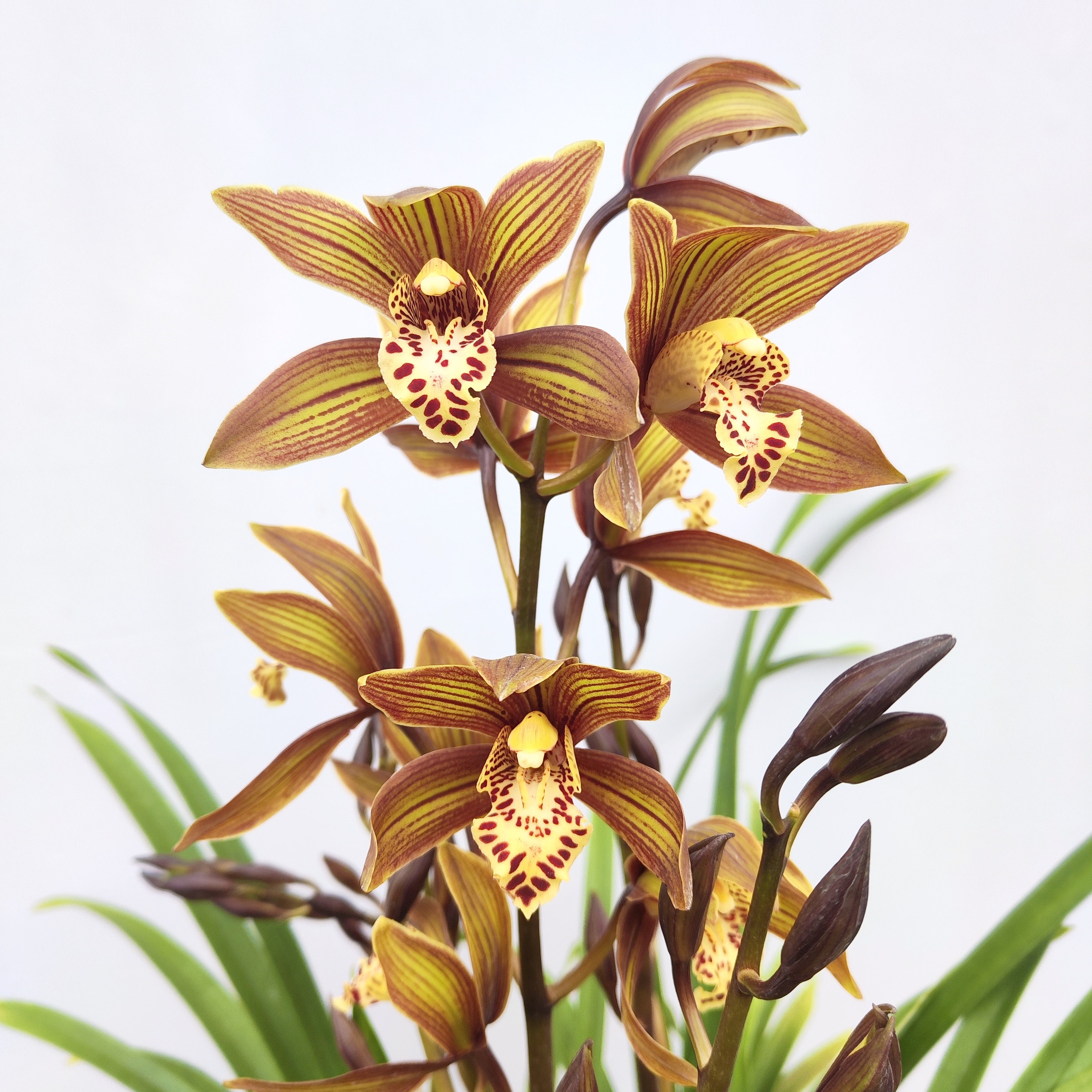 特价咖啡时间 带花剑（不售后）兰花植物咖啡色花云南发货