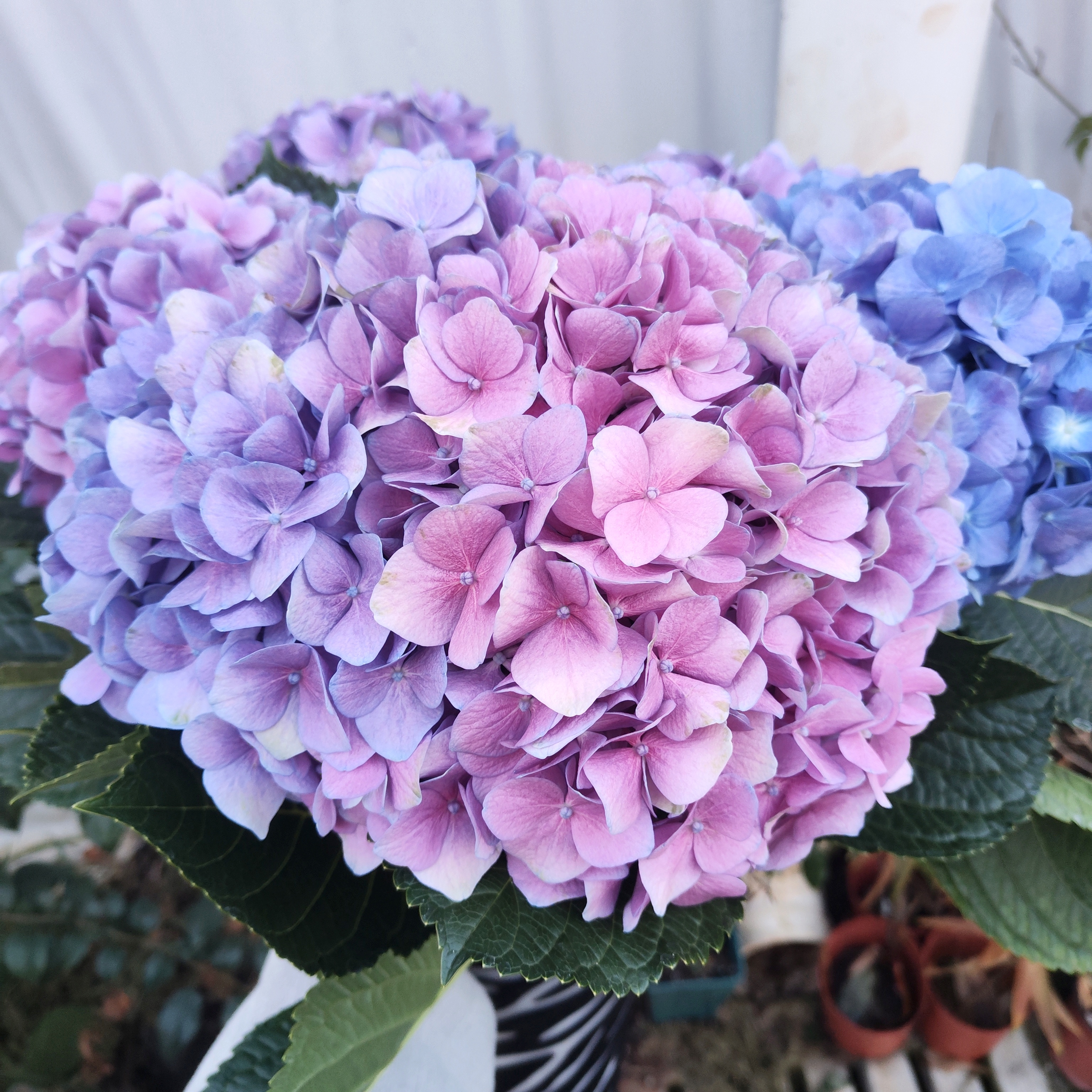 【专属】绣球 鲜切花