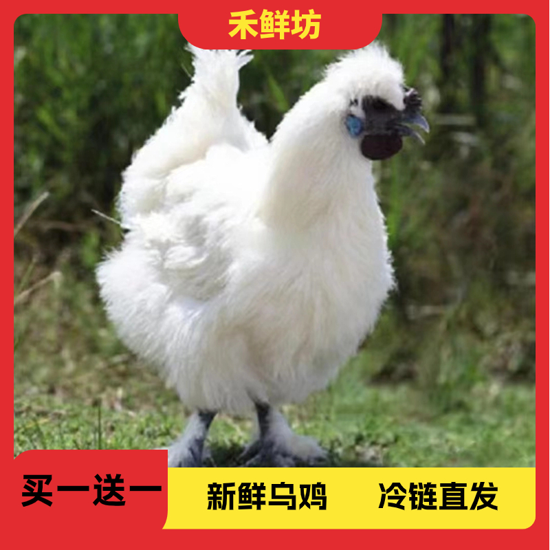 【买一送一】5斤2只白凤乌鸡新鲜土鸡乌骨鸡鸡放养鸡农家散养土鸡顺