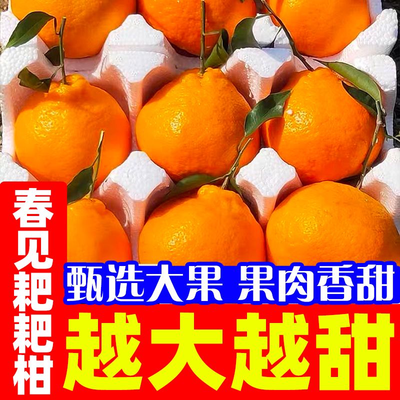 正宗四川春见耙耙柑当季新鲜水果丑粑粑丑八怪不知火柑橘超甜汁多