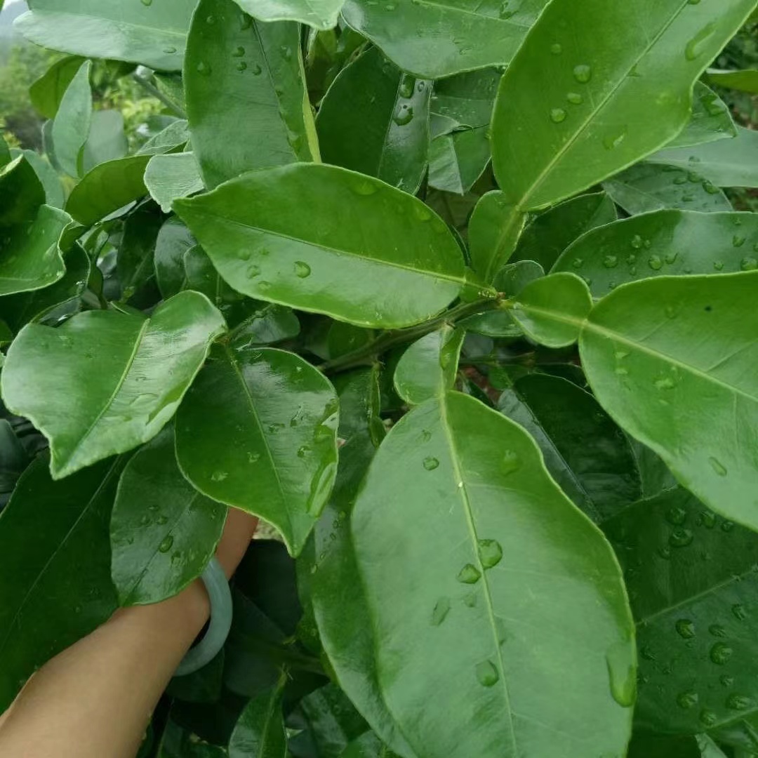 顺丰当天采摘 广东梅州发货 新鲜碌柚子树叶乔迁去晦气柚子叶100g