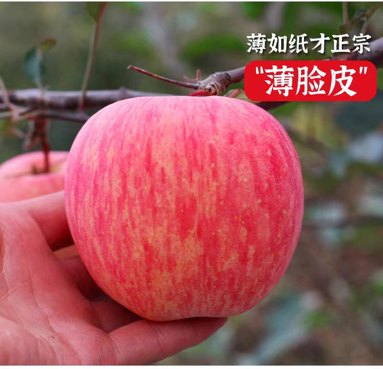 山东烟台红富士苹果栖霞苹果 产地直发 脆甜多汁带箱五斤皮薄肉厚