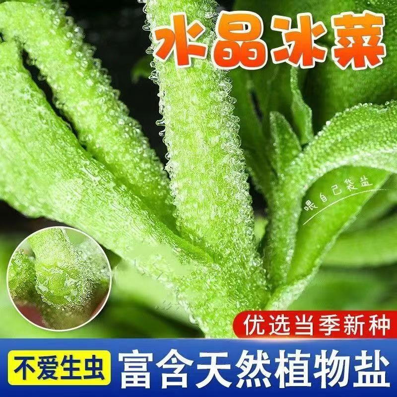 水晶冰菜种子大叶冰草沙拉青叶蔬菜种籽庭院阳台盆栽青菜春秋播