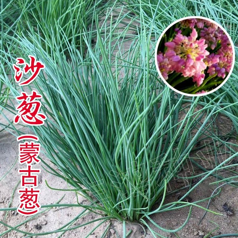 内蒙古野生沙葱种子胡葱耐寒耐旱四季韭葱香葱盆栽阳台蔬菜种籽