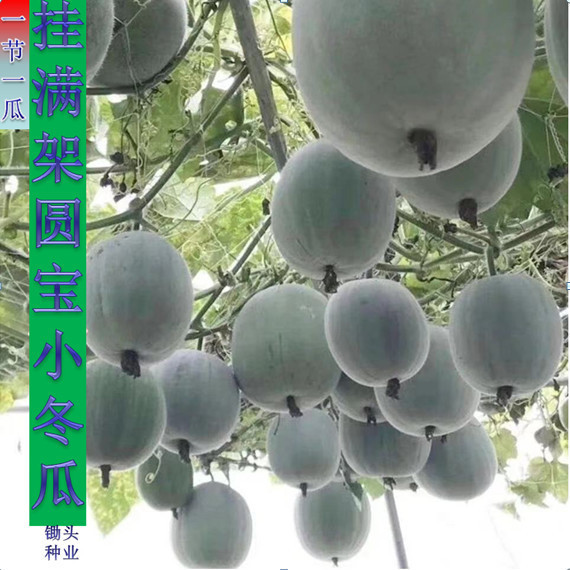 圆宝小冬瓜种子香芋肉厚皮薄节瓜东瓜籽高产四季庭院农家蔬菜种孑