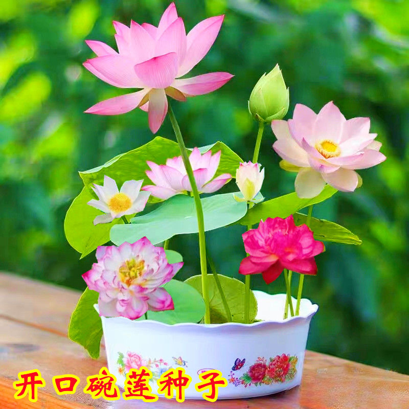 碗莲种子水培四季无土花卉鱼缸造景阳台盆栽睡莲花卉种子