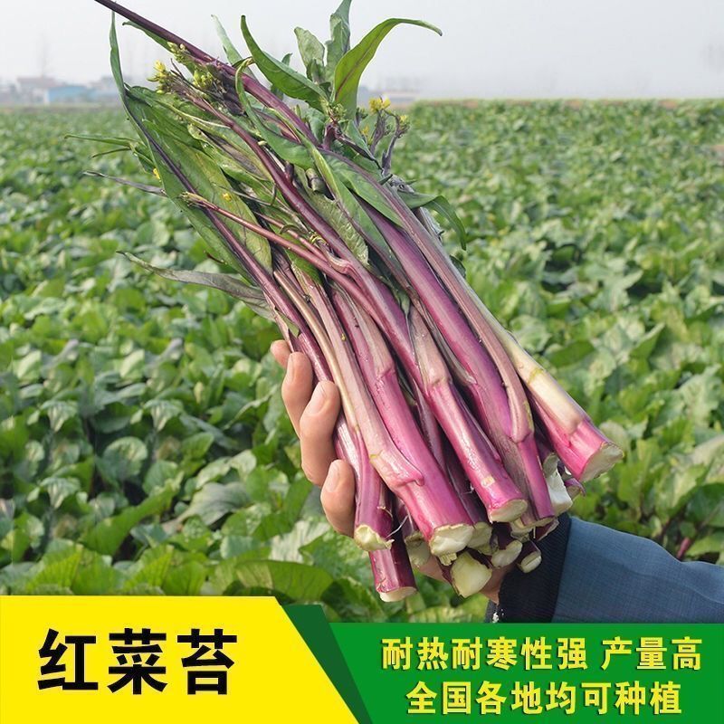 红菜苔种耔耐热紫菜苔春秋十月红心菜苔种孓四季播农家菜园阳台春