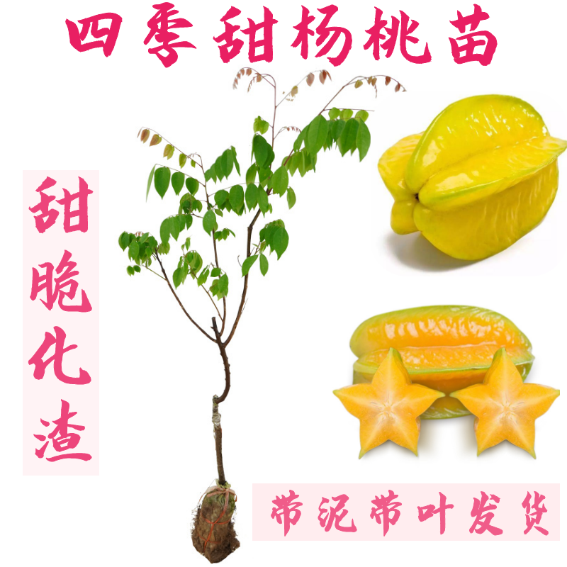 广西甜杨桃树苗清甜无杂味嫁接正宗品种四季结果包邮易活庭院