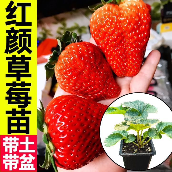 大果红珍珠草莓苗秧原盆原土春秋四季盆栽奶油白红草莓苗红颜章姬
