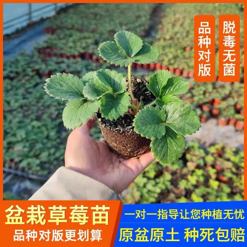 草莓苗四季盆栽原盆土发货适宜南北方庭院阳台种植果树苗当年结果