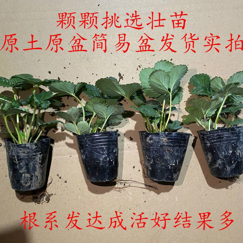 奶油草莓秧苗室内外南北方种植抗寒四季易活阳台盆栽食用当年结果
