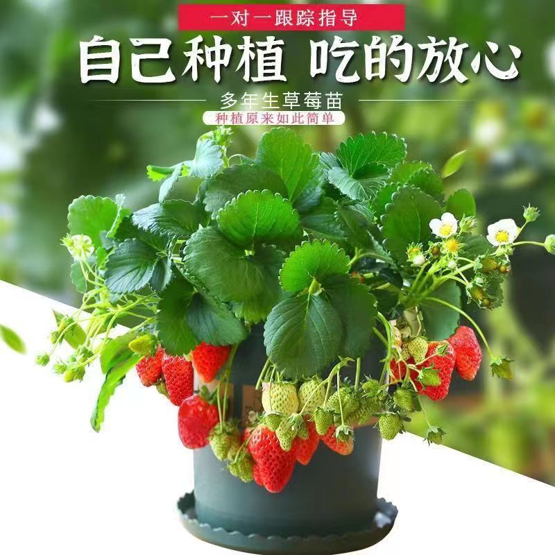 奶油四季草莓苗原盆原土室内外耐寒盆栽南北方阳台种植当年结大果
