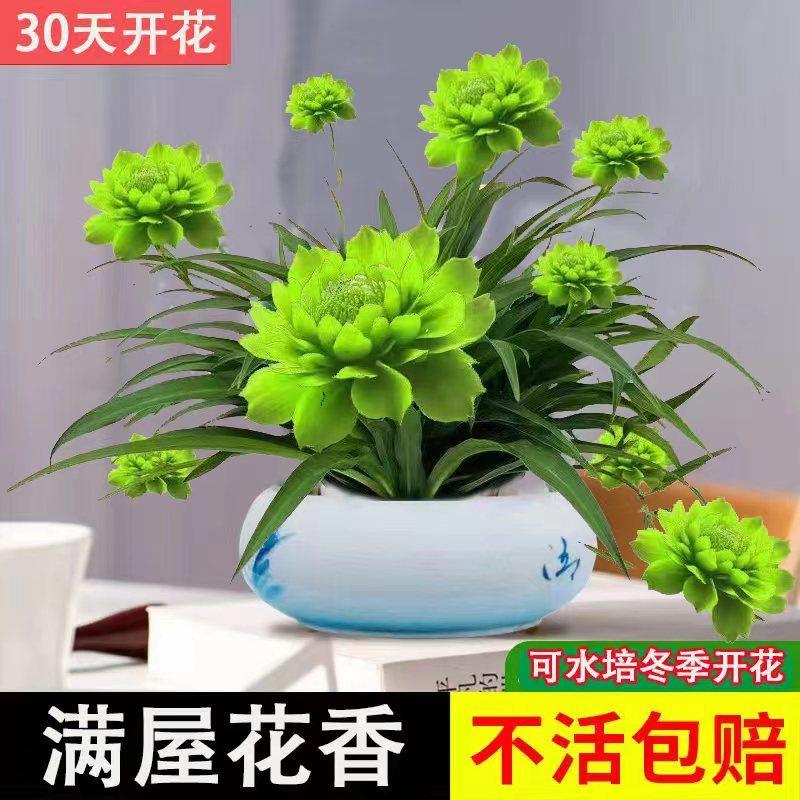 【超便宜】浓香型月光兰盆栽绿植花卉大全耐旱耐旱四季开花水土养