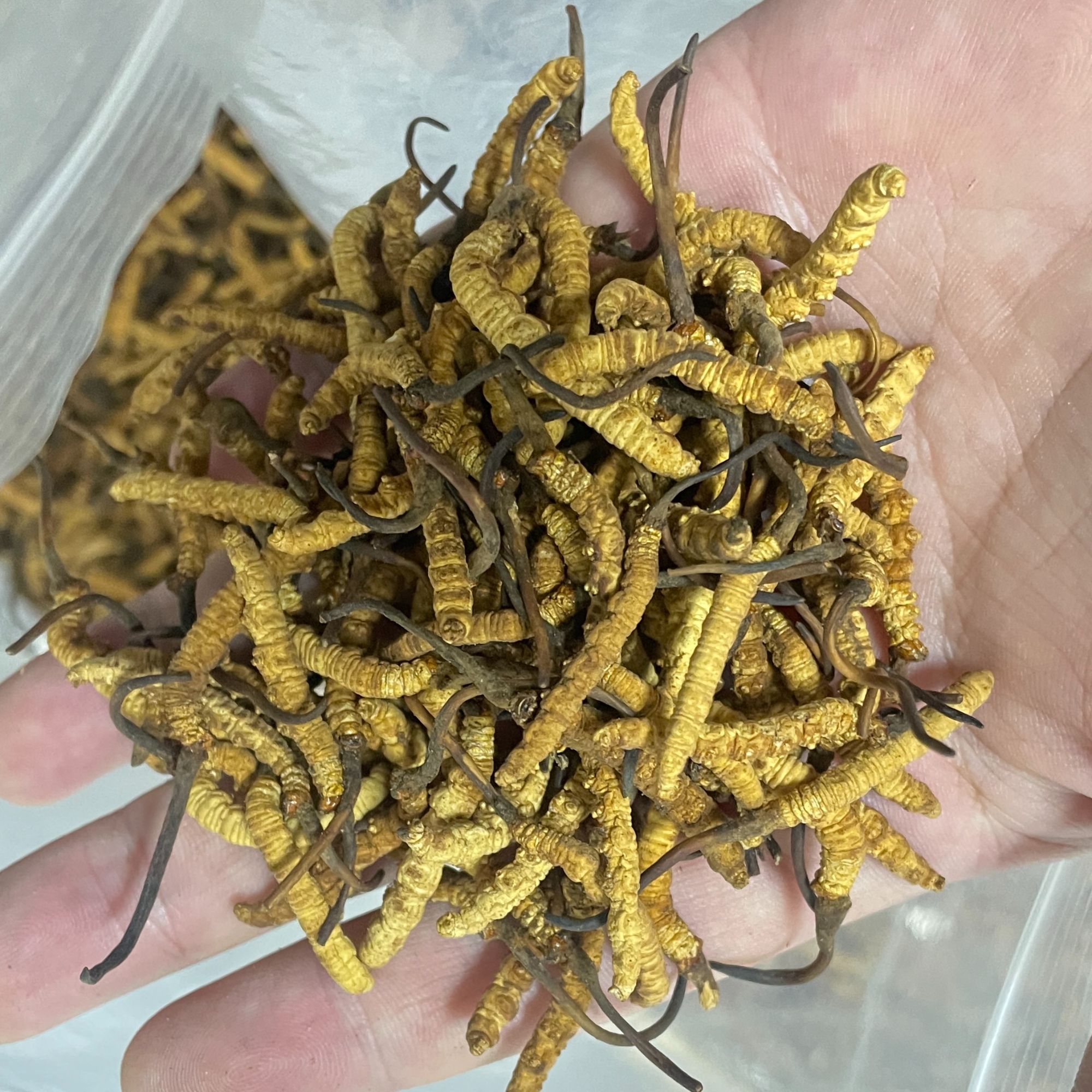 【2级整草/捡漏 】品相差高性价比 正宗西藏高海拔冬虫夏草