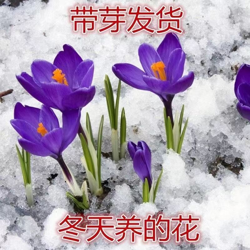 【新人价】藏红花盆栽耐寒耐旱花卉球根养不死植物