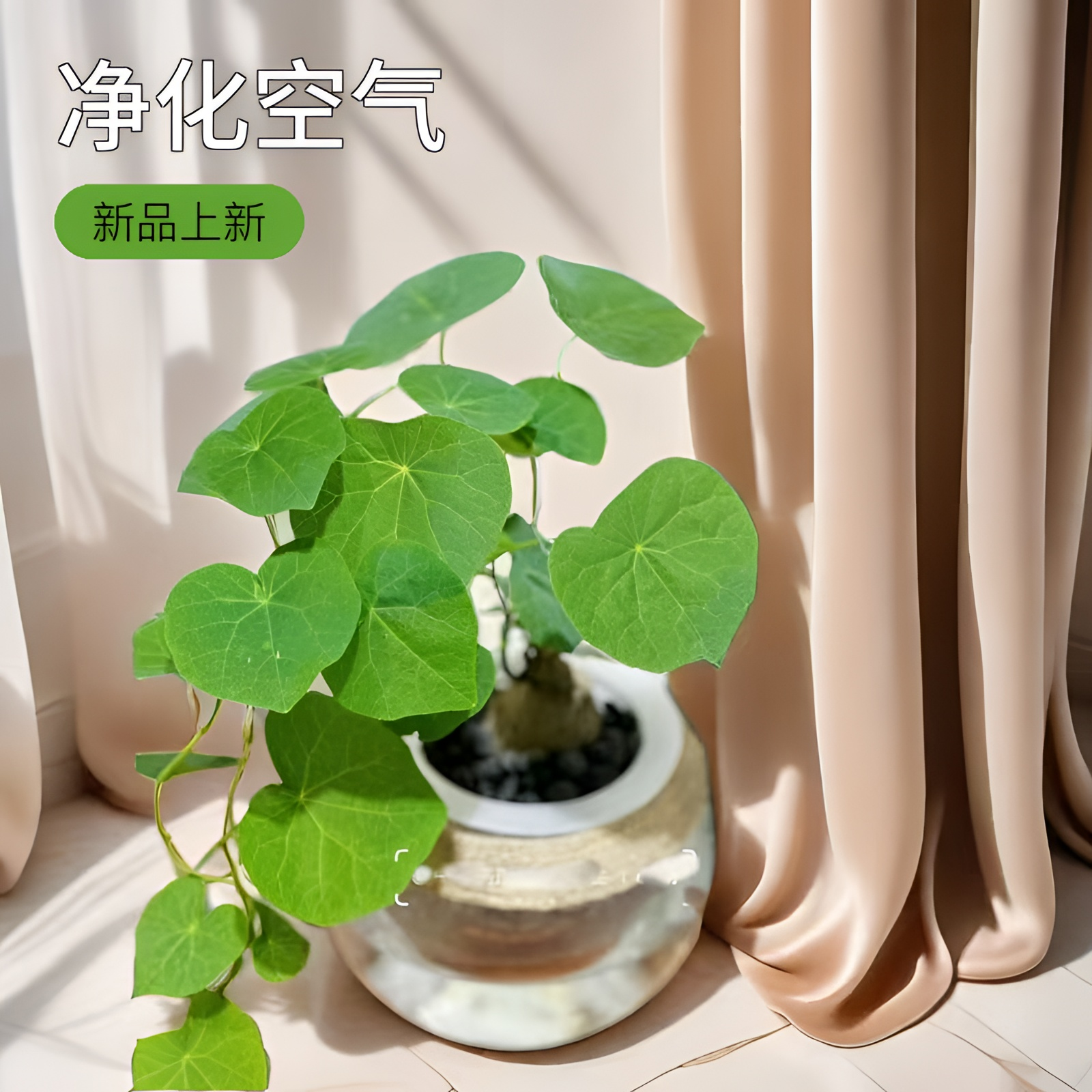 血藤山乌龟 直径10-12厘米两颗室内绿植盆栽土培水培养护空气净化